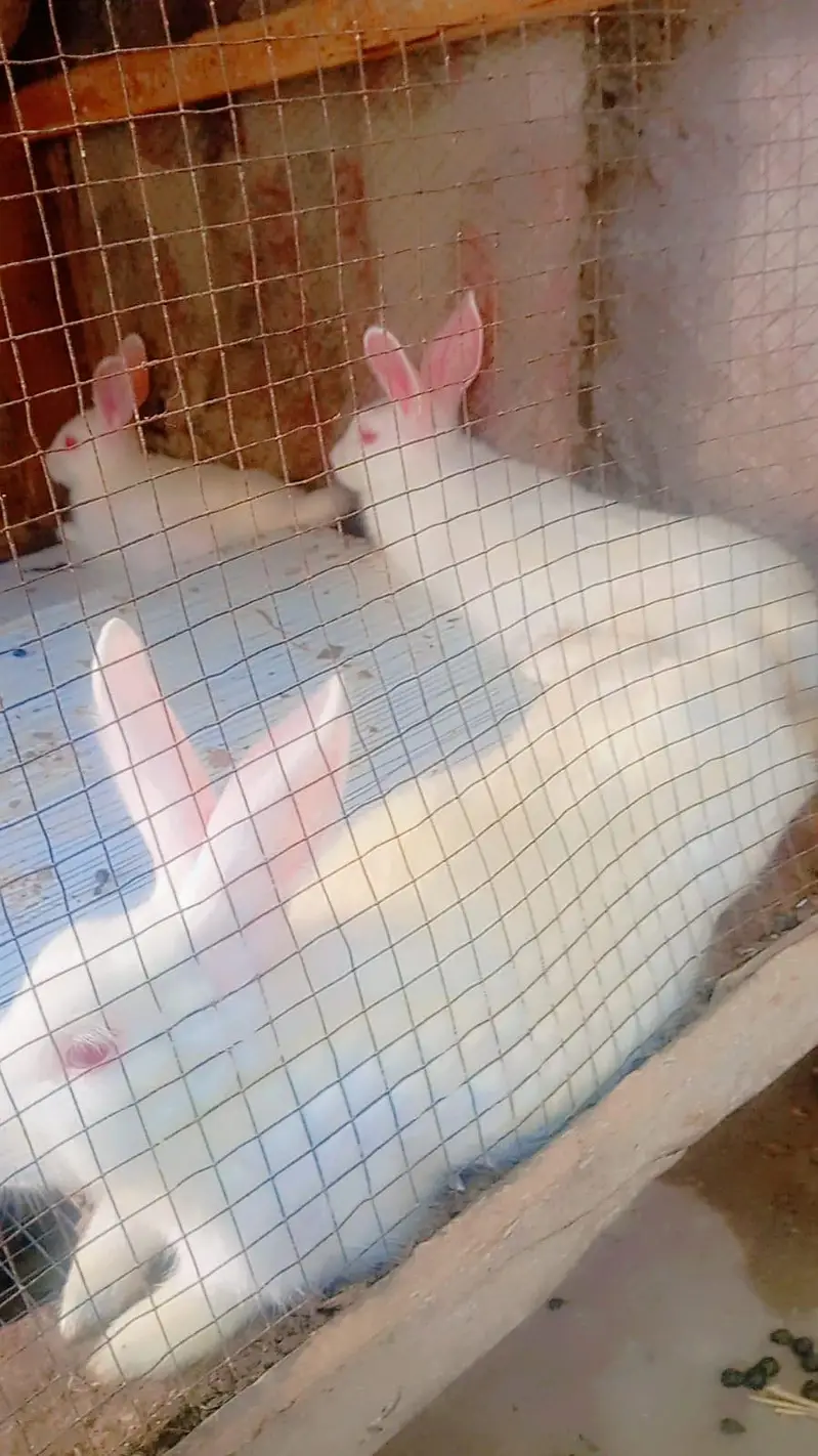 rabbits — photo 4