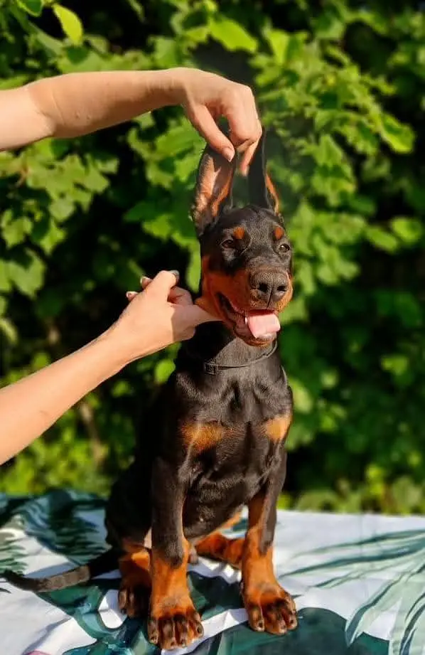 American Doberman puppies | Doberman Puppy | Dog for sale — photo 2