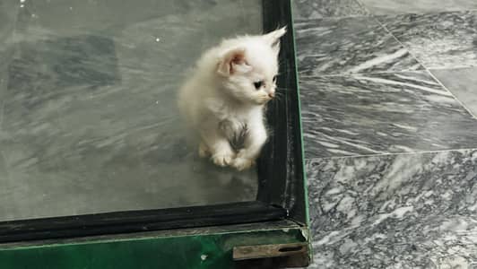 Persian Triple coat kitten