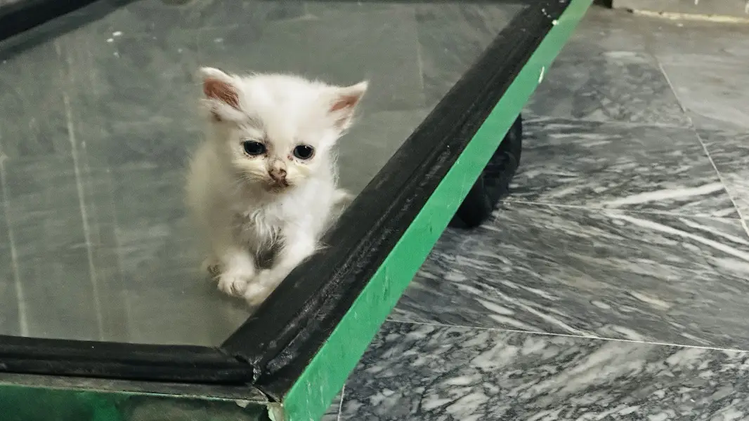 Persian Triple coat kitten — photo 2