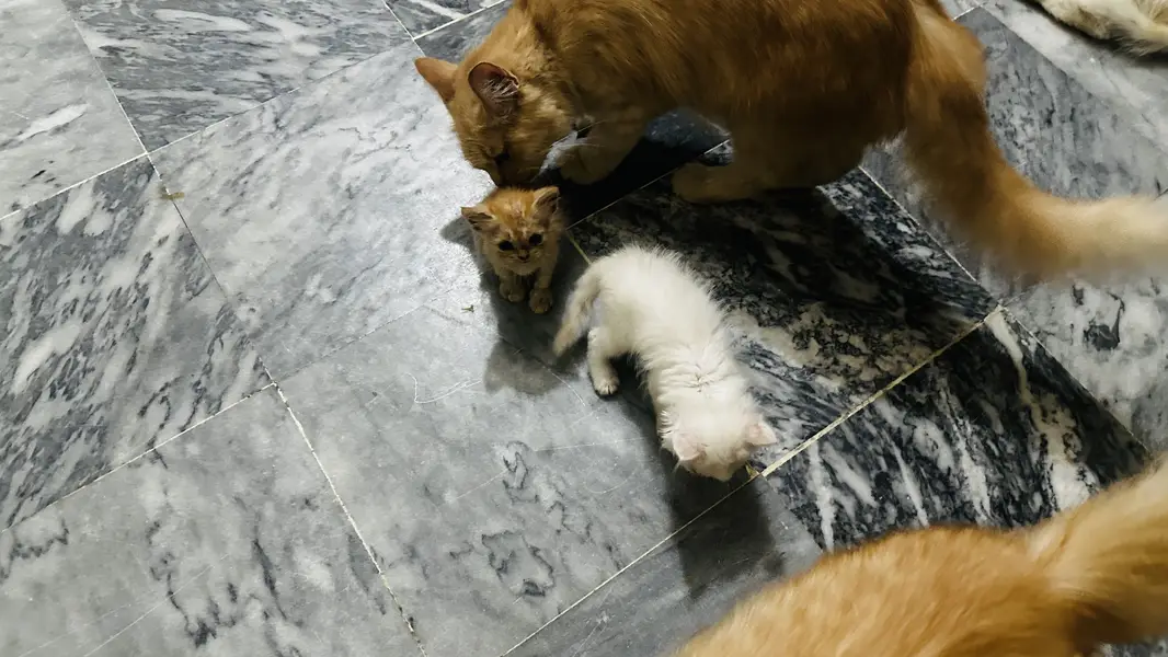 Persian Triple coat kitten — photo 3