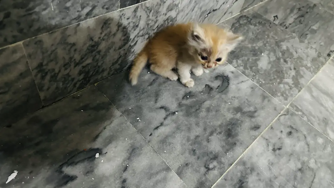 Persian Triple coat kitten — photo 4