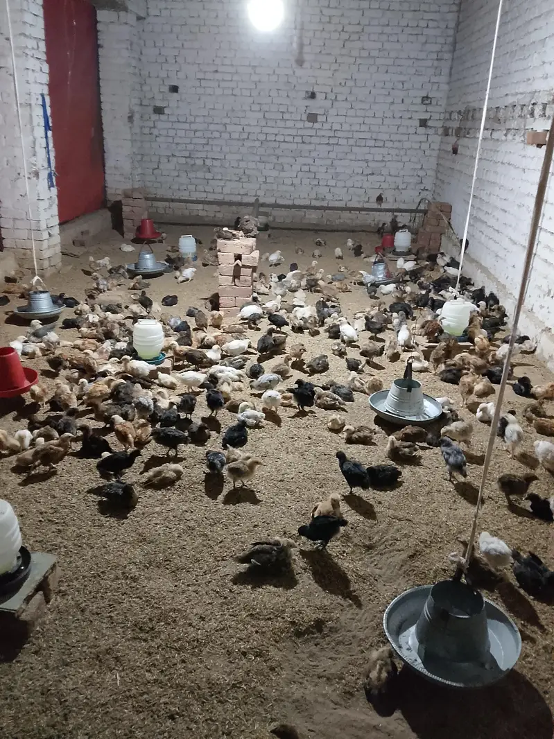 golden misiri chuza available Faisalabad 17colni 03216638924 — photo 3