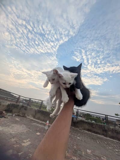 kitten for sale