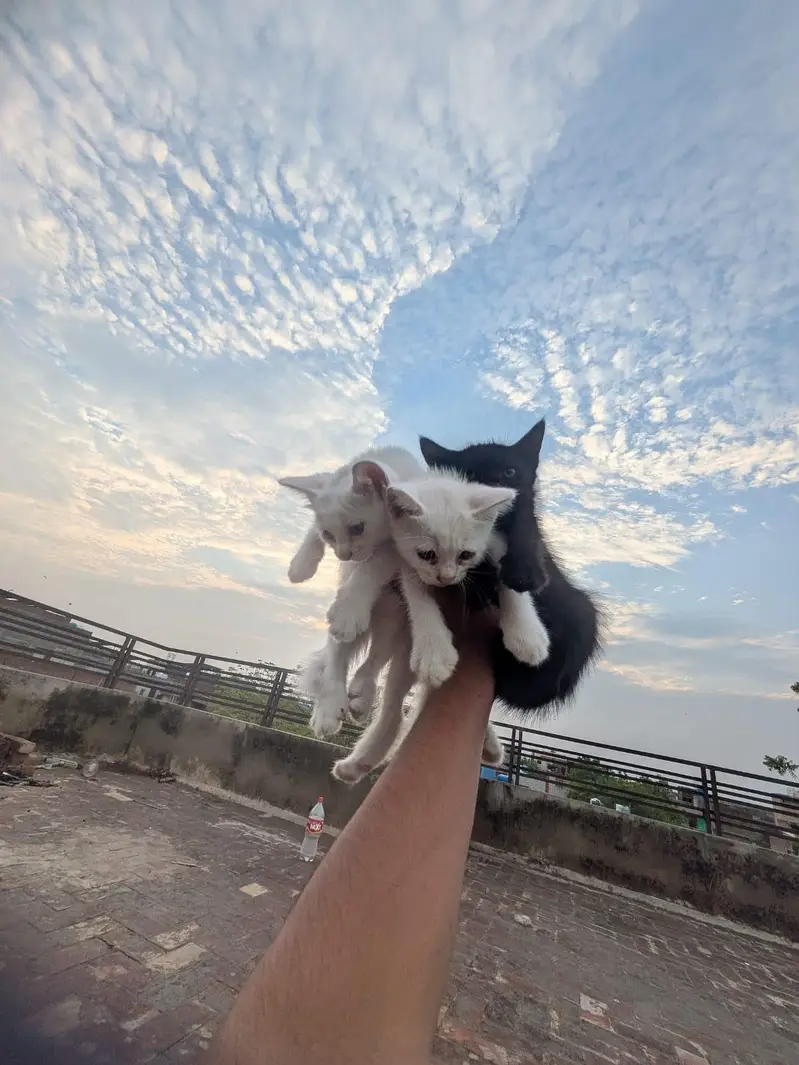 kitten for sale — photo 2