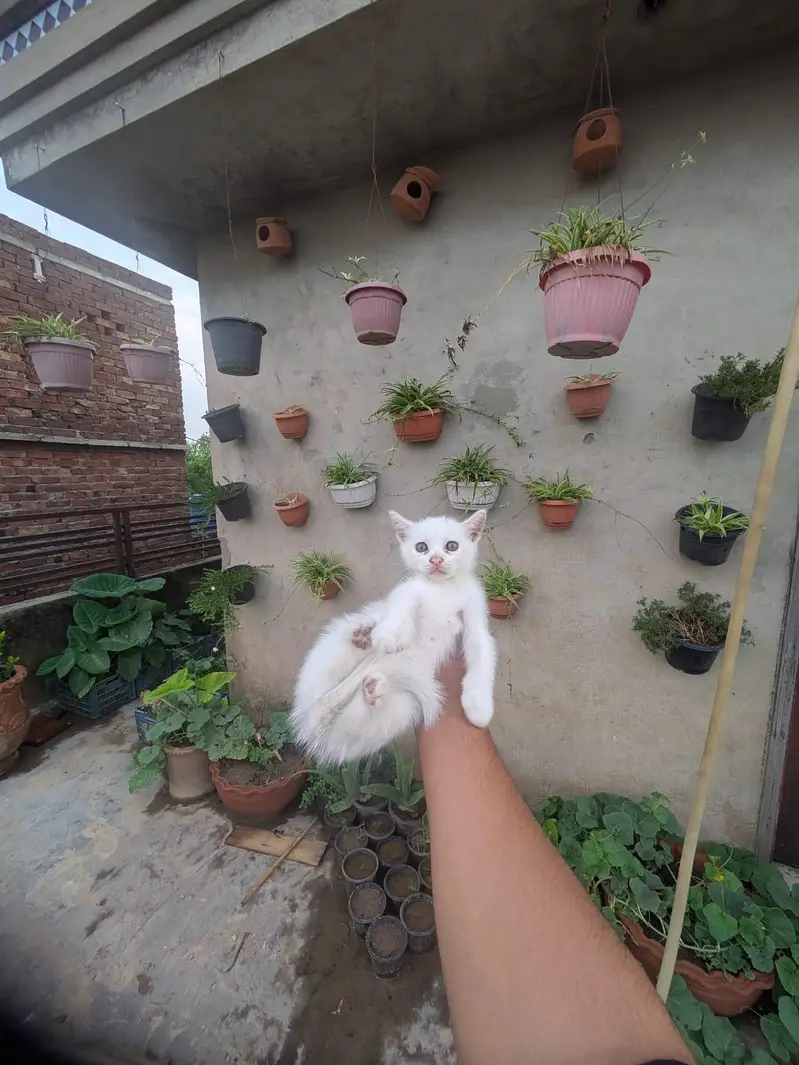 kitten for sale — photo 3