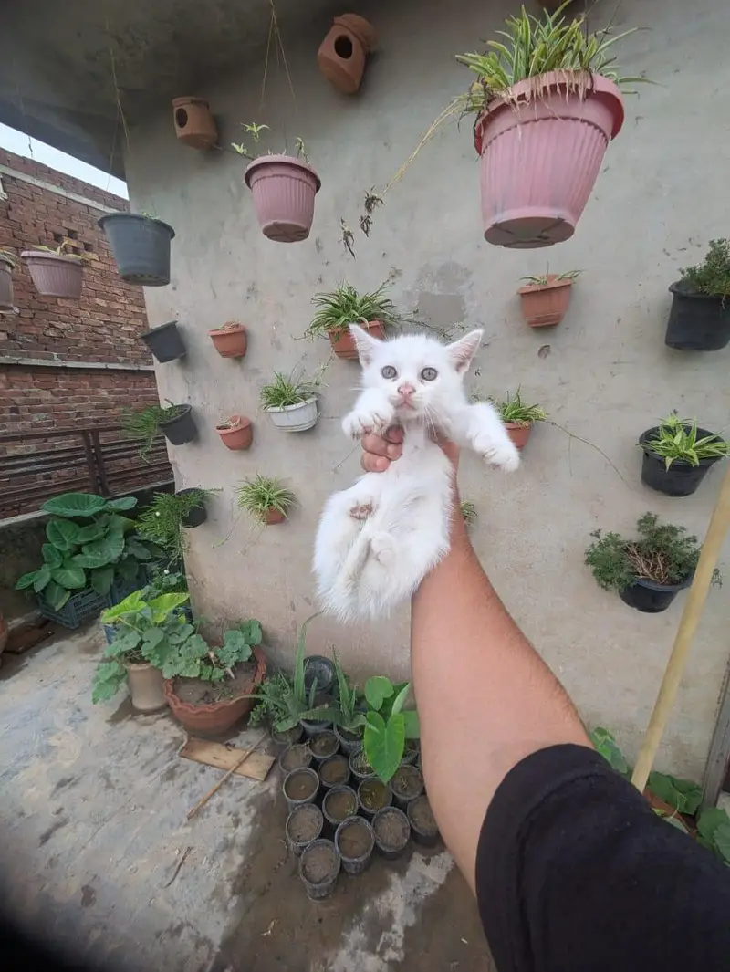 kitten for sale — photo 4