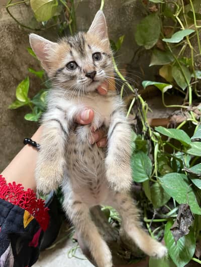 grey kitten