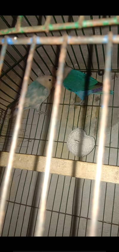 parrot lover birds