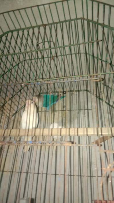 parrot lover birds