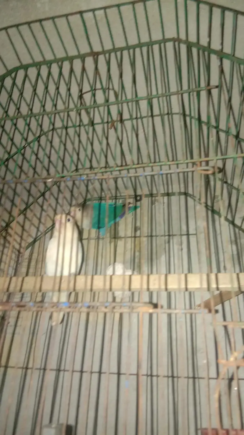 parrot lover birds