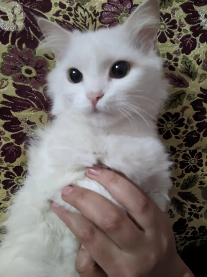 Persian cat for sale — photo 2