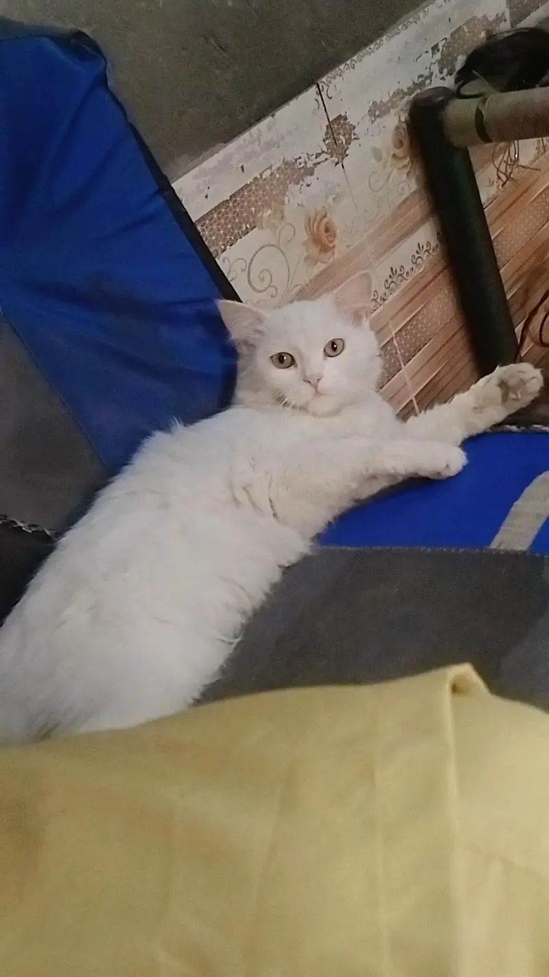 Persian cat for sale — photo 3