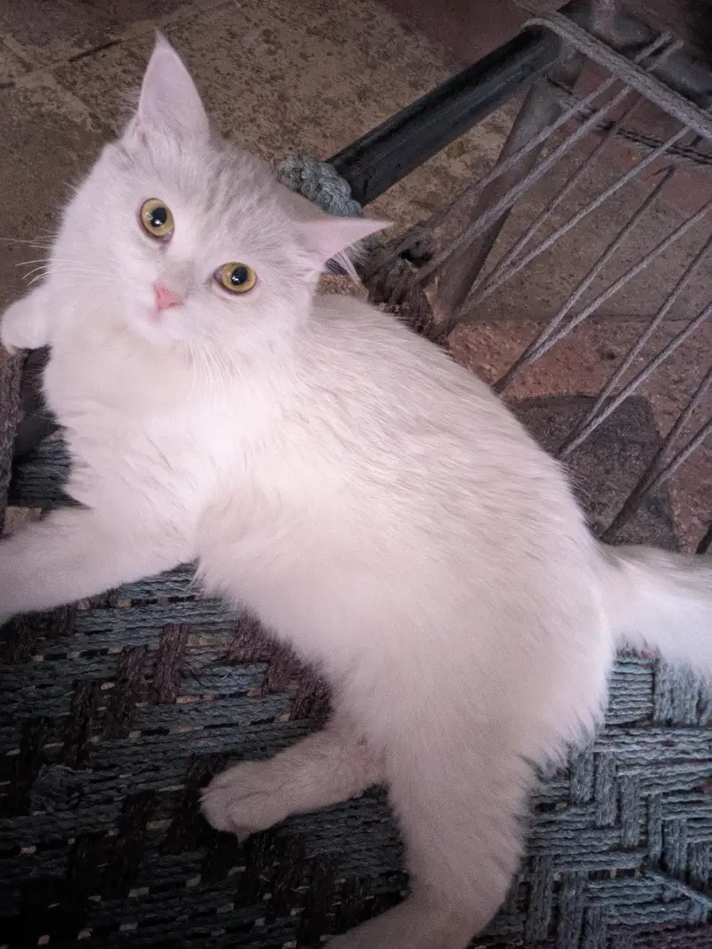 Persian cat for sale — photo 4