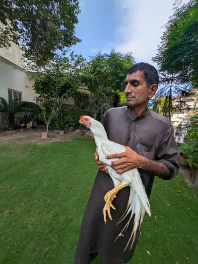Indian Parrot beak | Tamil tail | Coin Head | Imported Bloodline