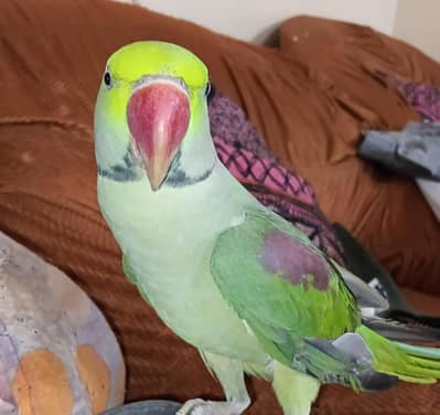 kashmiri rah parrot