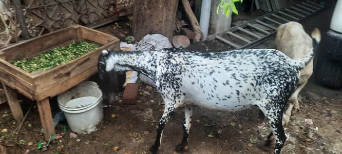 pregnant goat/ bakri 2