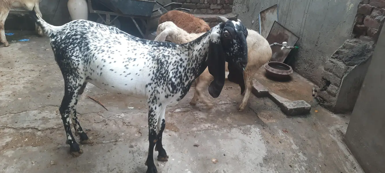 pregnant goat/ bakri 2 — photo 2