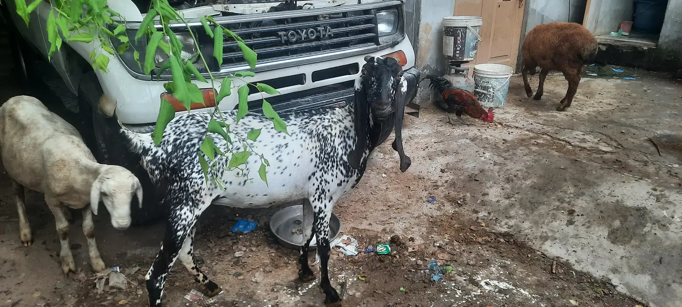 pregnant goat/ bakri 2 — photo 3