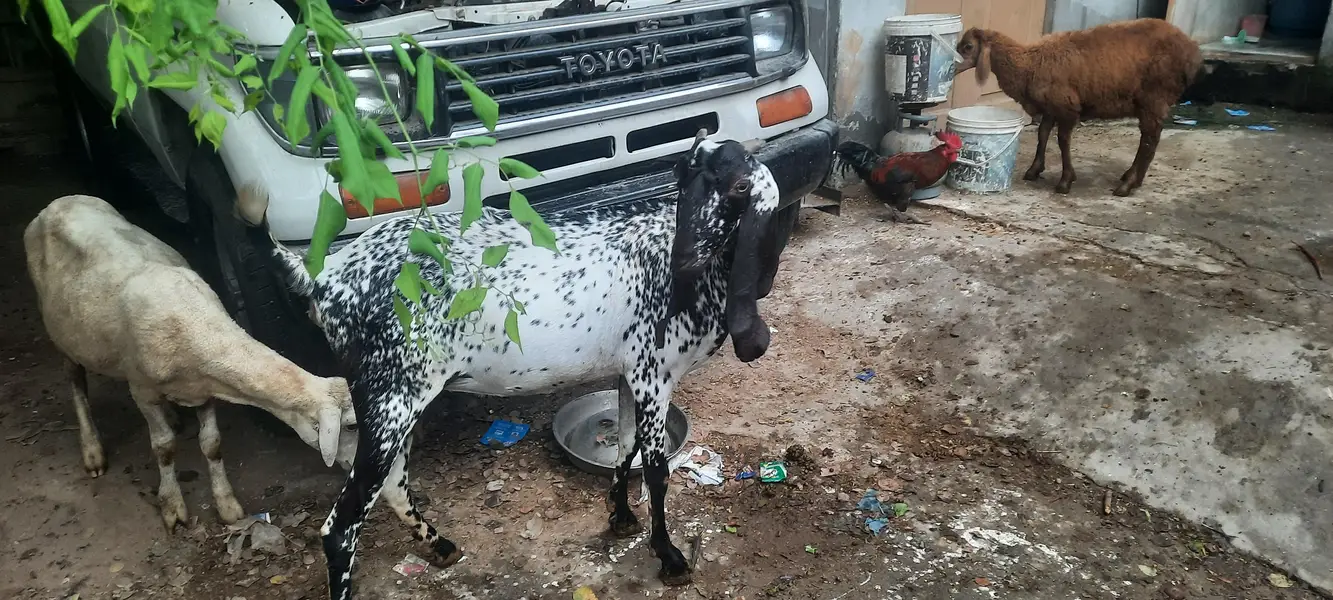 pregnant goat/ bakri 2 — photo 4