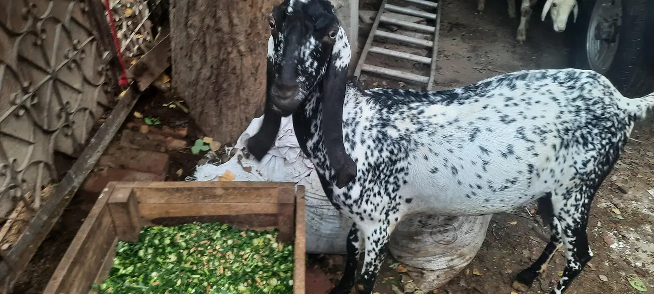 pregnant goat/ bakri 2 — photo 5