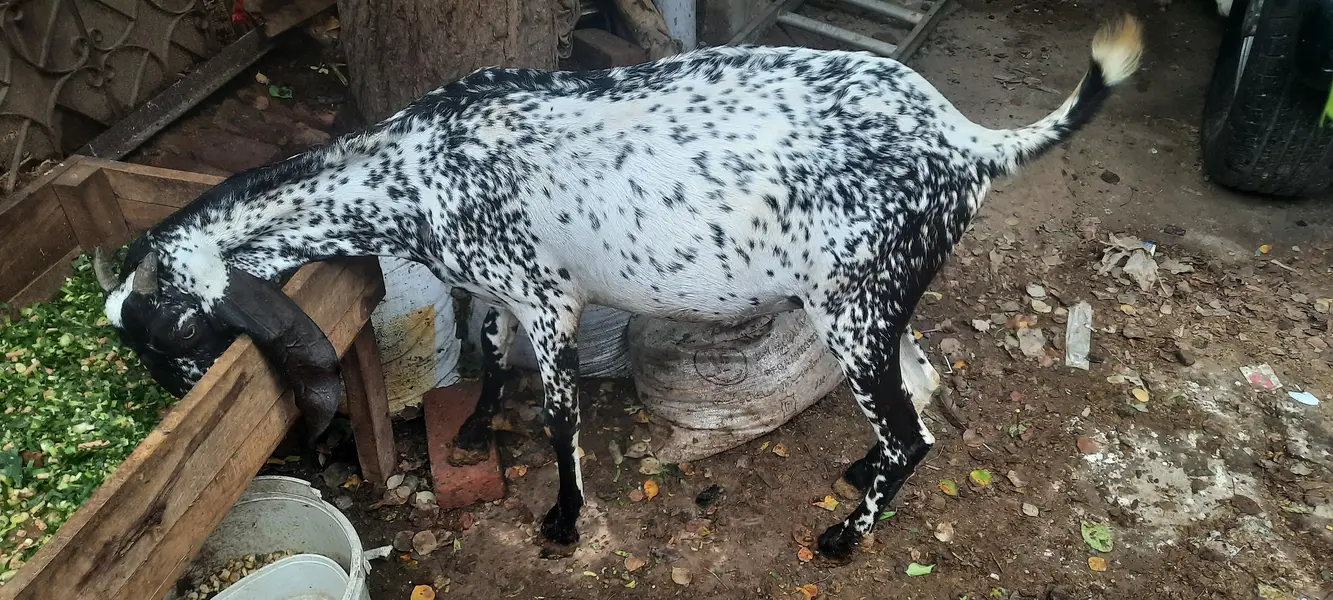 pregnant goat/ bakri 2 — photo 6