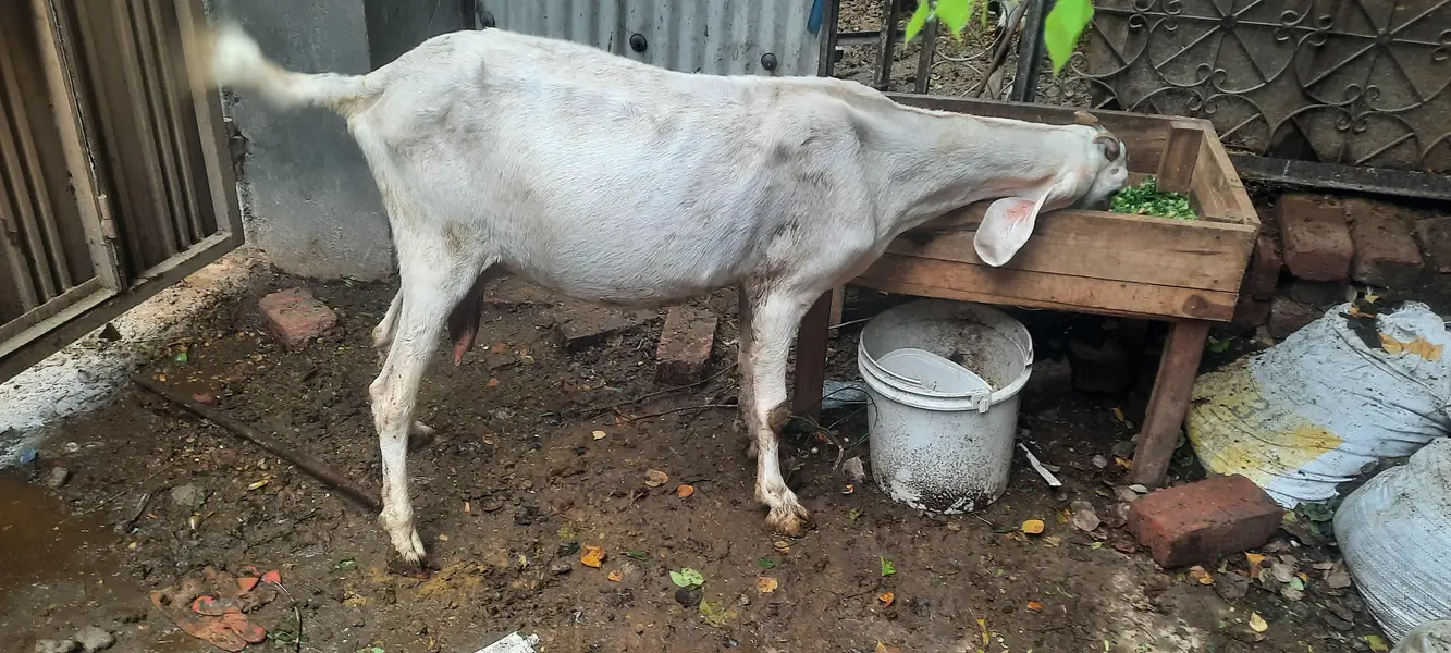 pregnant goat/ bakri 2 — photo 7