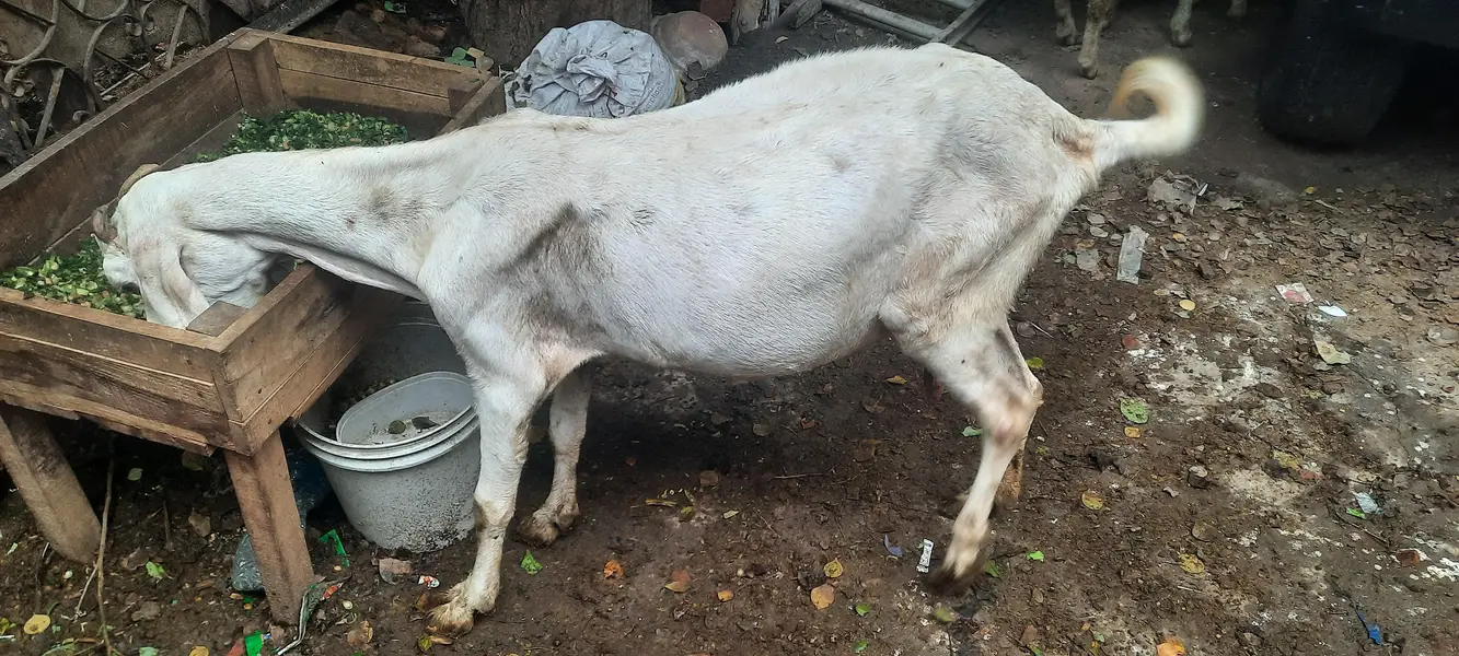 pregnant goat/ bakri 2 — photo 8