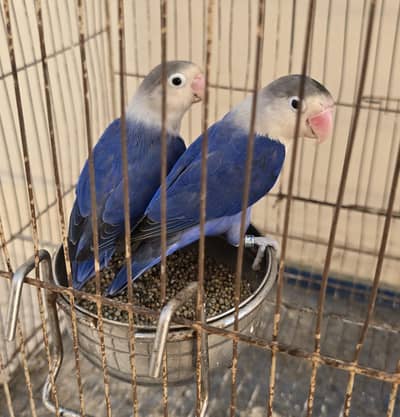 Love birds