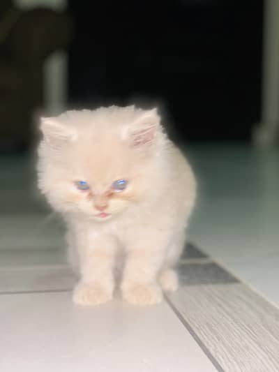 Sale. cat
