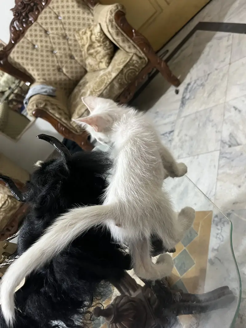 Beautiful white kitten -healthy playful 2 months old — photo 2
