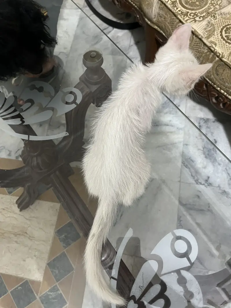 Beautiful white kitten -healthy playful 2 months old — photo 3