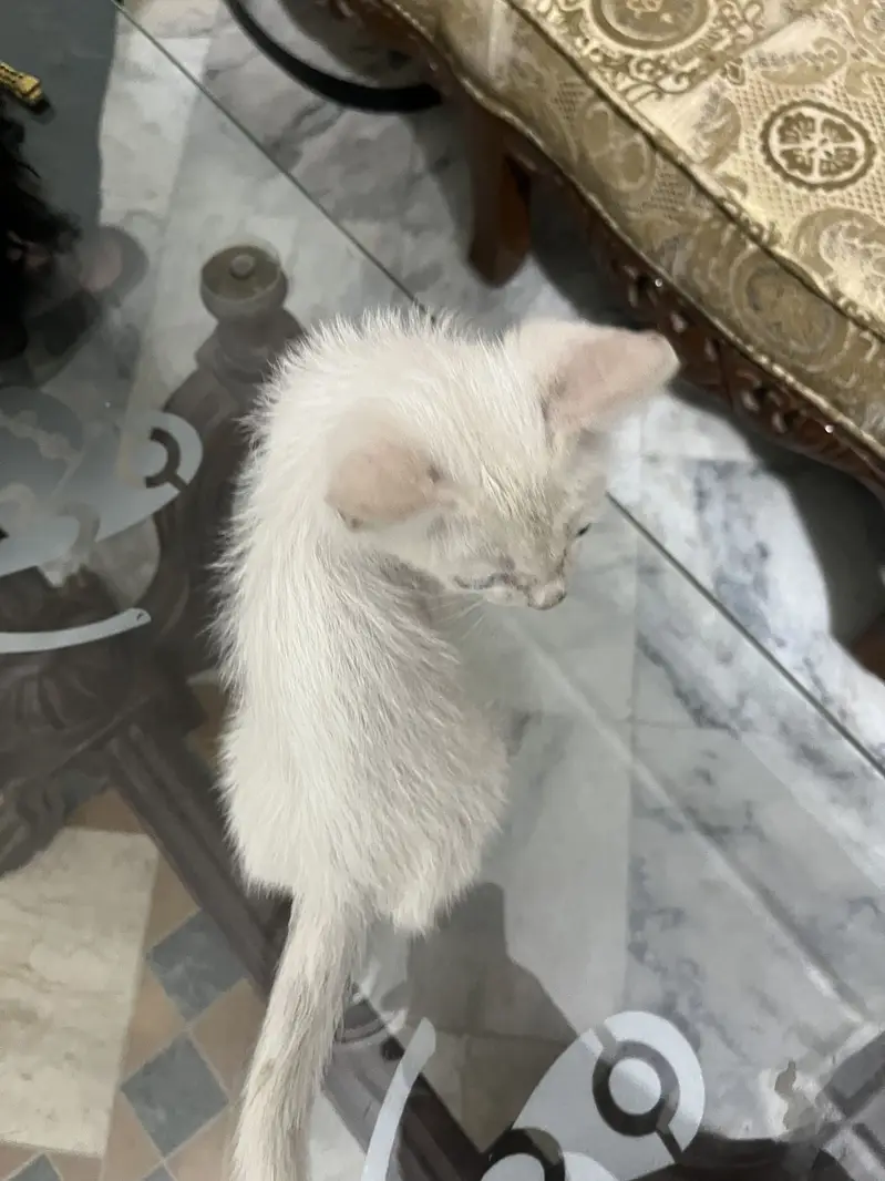 Beautiful white kitten -healthy playful 2 months old — photo 4
