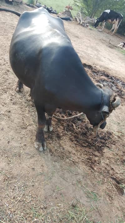 buffalo