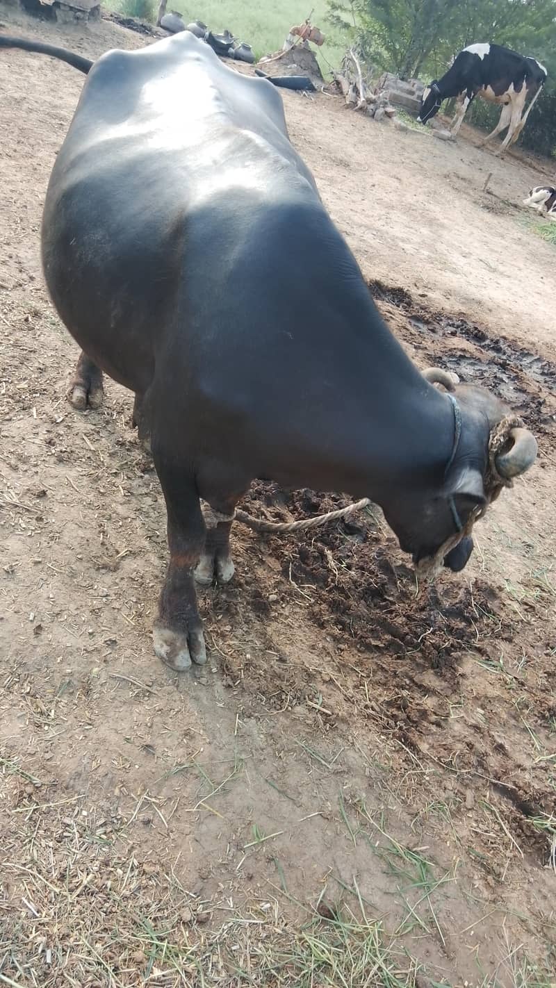 buffalo 0