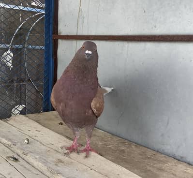 King Breeder Male
