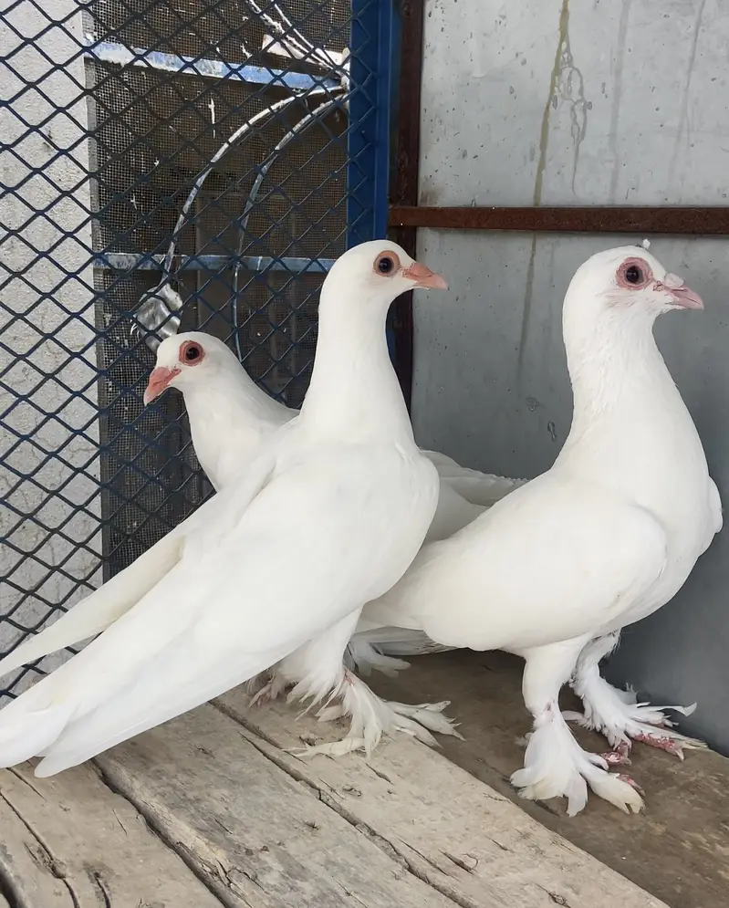 King Breeder Male — photo 2