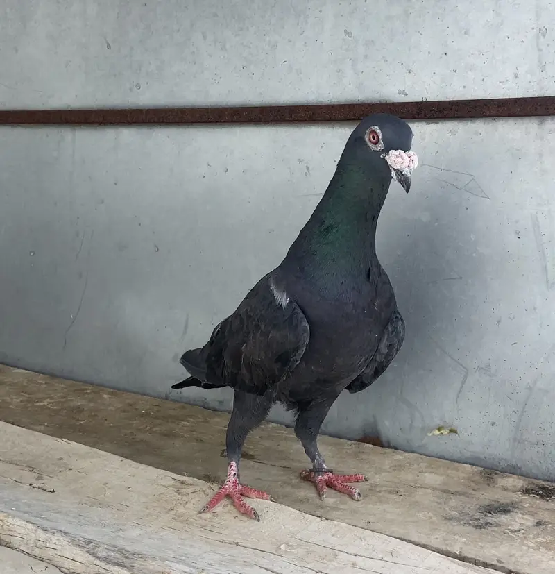 King Breeder Male — photo 3