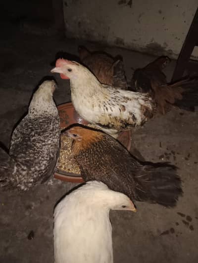 6 hens × 300 =1800 . phone number 03330031118