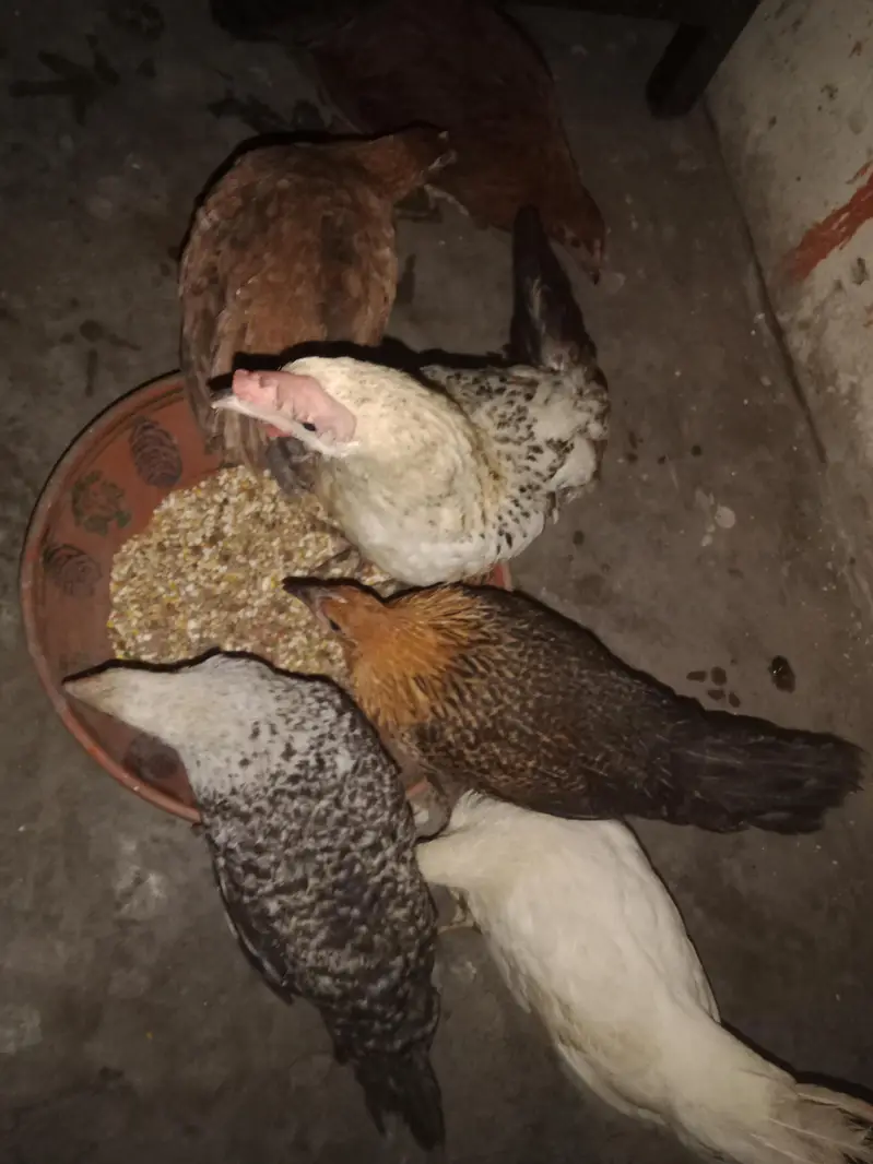 6 hens × 300 =1800 . phone number 03330031118 — photo 2