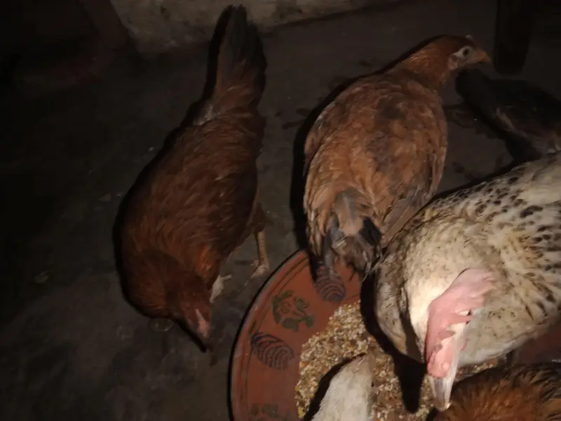6 hens × 300 =1800 . phone number 03330031118 — photo 3