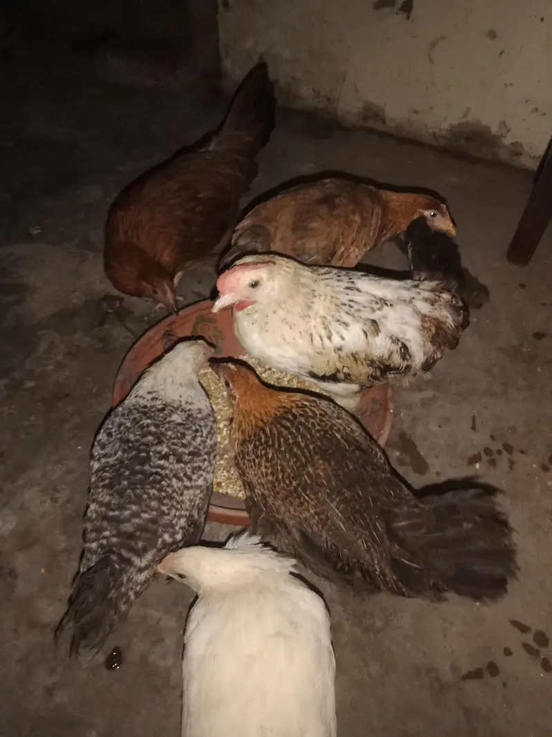 6 hens × 300 =1800 . phone number 03330031118 — photo 4