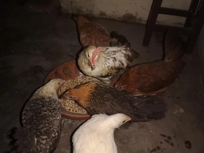 6 hens × 300 =1800 . phone number 03330031118 — photo 5