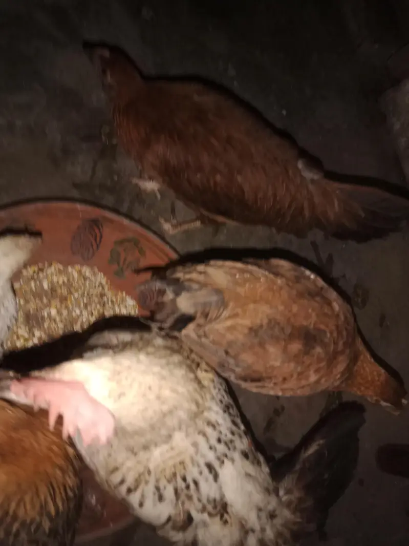 6 hens × 300 =1800 . phone number 03330031118 — photo 6