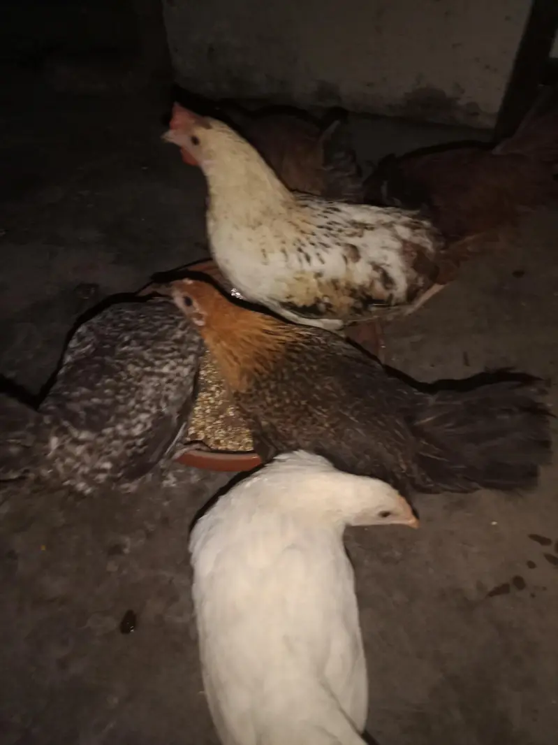 6 hens × 300 =1800 . phone number 03330031118 — photo 7
