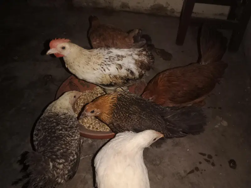 6 hens × 300 =1800 . phone number 03330031118 — photo 8