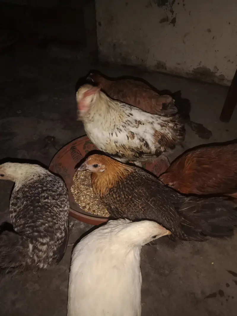 6 hens × 300 =1800 . phone number 03330031118 — photo 9