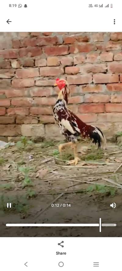 aseel murga for sale location Gujarat