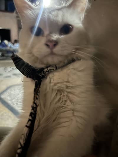 Persian/cat /white color