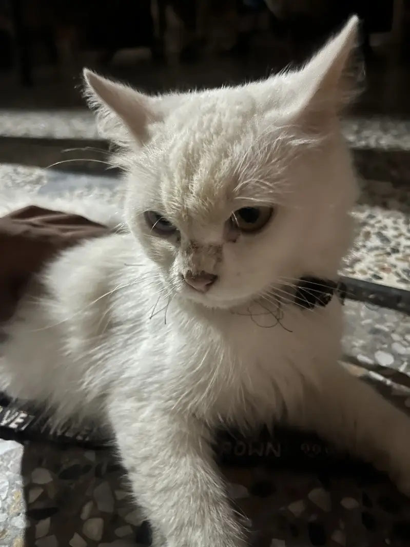 Persian/cat /white color — photo 2
